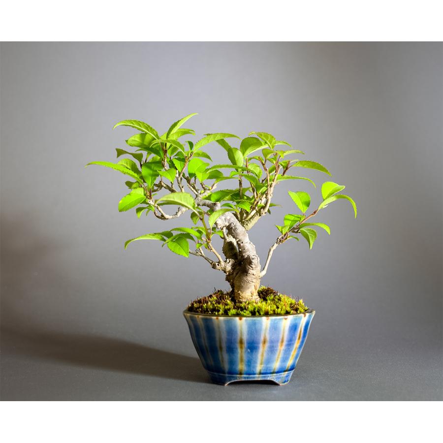 盆栽　ウメモドキ盆栽　丸子姫梅擬（うめもどき・ミニ盆栽 梅擬）小さな盆栽　4349 |  | 01