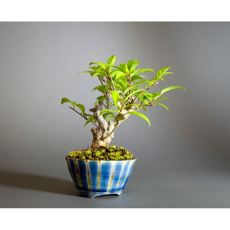 盆栽　ウメモドキ盆栽　丸子姫梅擬（うめもどき・ミニ盆栽 梅擬）小さな盆栽　4349 |  | 03