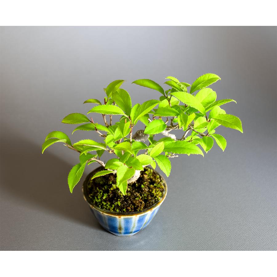 盆栽　ウメモドキ盆栽　丸子姫梅擬（うめもどき・ミニ盆栽 梅擬）小さな盆栽　4349 |  | 04