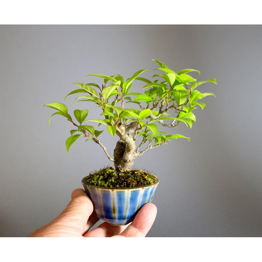 盆栽　ウメモドキ盆栽　丸子姫梅擬（うめもどき・ミニ盆栽 梅擬）小さな盆栽　4349 |  | 05