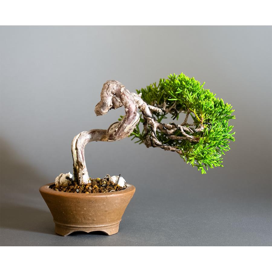 ミニ盆栽　シンパク盆栽　文人真柏（しんぱく・盆栽　糸魚川真柏）小さな盆栽　4350 |  | 01