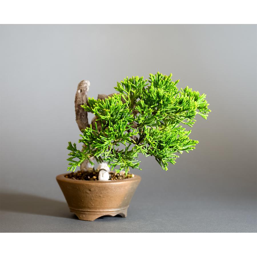 ミニ盆栽　シンパク盆栽　文人真柏（しんぱく・盆栽　糸魚川真柏）小さな盆栽　4350 |  | 03