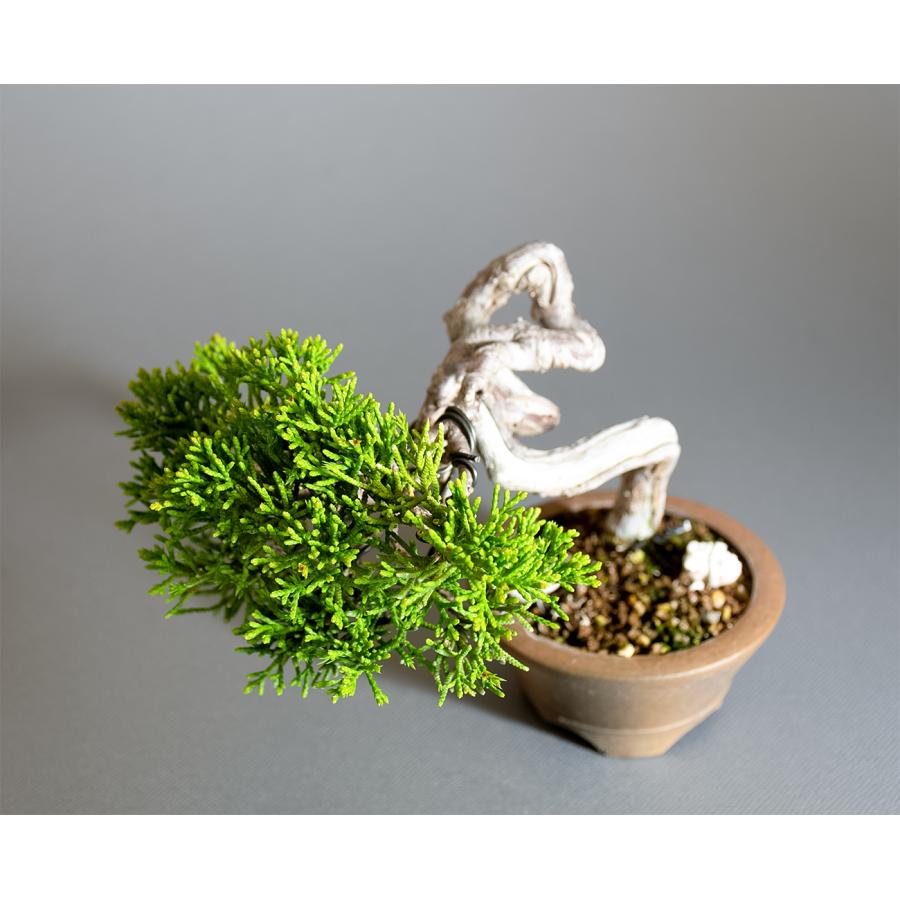 ミニ盆栽　シンパク盆栽　文人真柏（しんぱく・盆栽　糸魚川真柏）小さな盆栽　4350 |  | 04