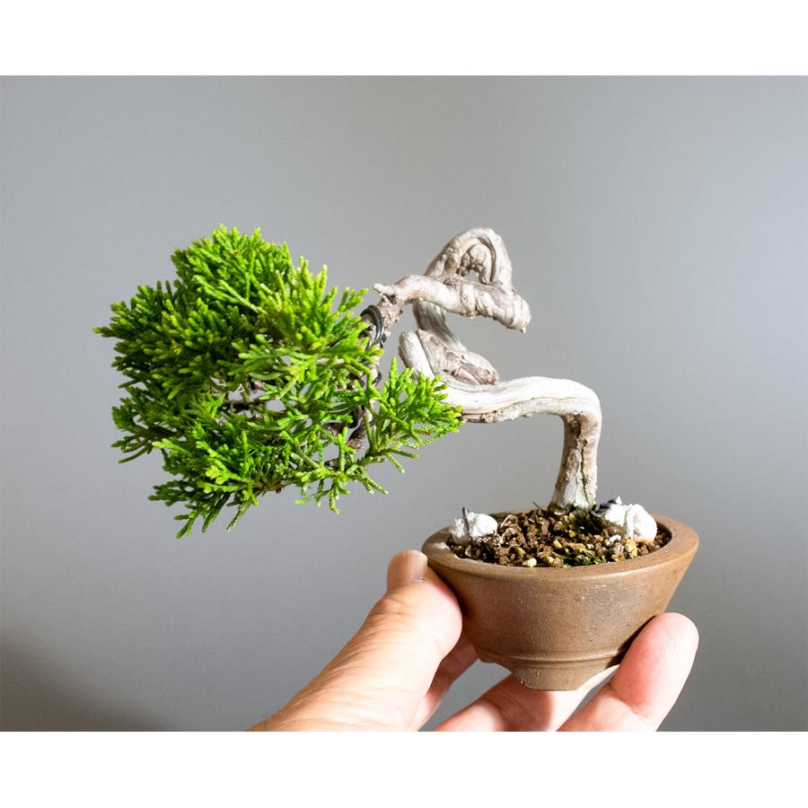 ミニ盆栽　シンパク盆栽　文人真柏（しんぱく・盆栽　糸魚川真柏）小さな盆栽　4350 |  | 05