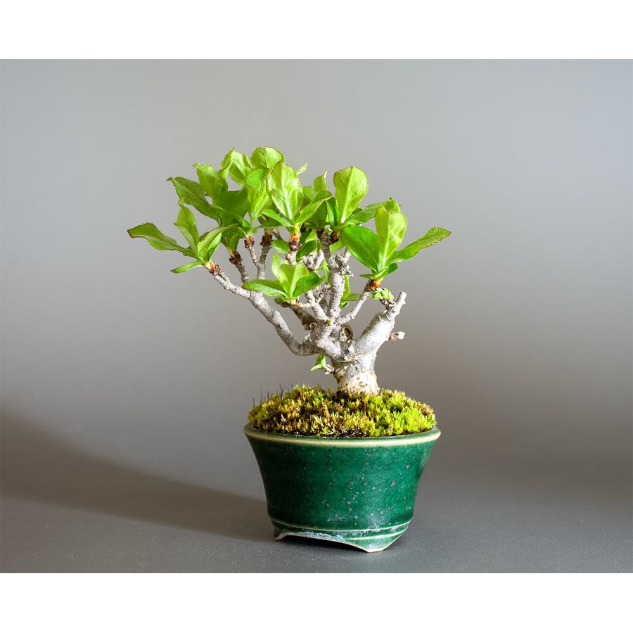 盆栽　カマツカ盆栽　鎌柄（かまつか・ミニ盆栽 日本鎌柄）小さな盆栽　4351 |  | 02