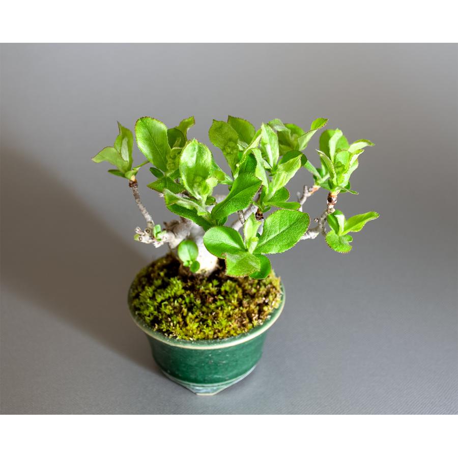 盆栽　カマツカ盆栽　鎌柄（かまつか・ミニ盆栽 日本鎌柄）小さな盆栽　4351 |  | 04