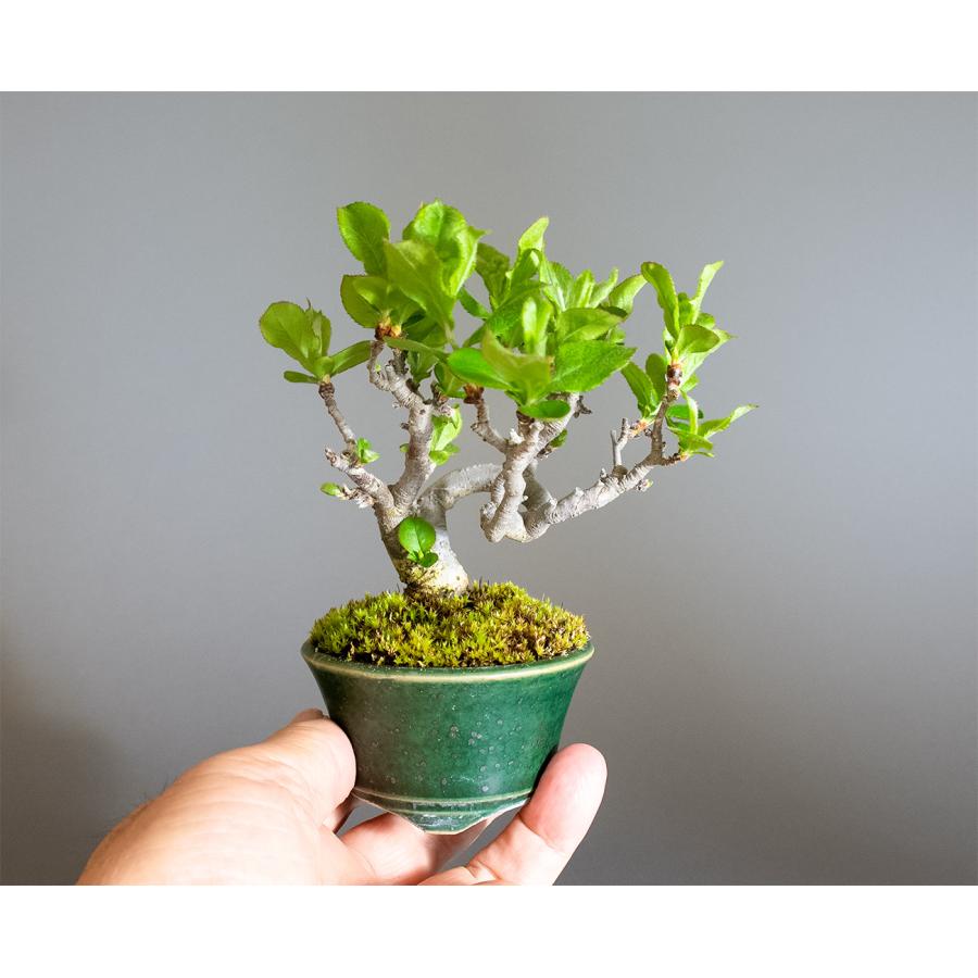 盆栽　カマツカ盆栽　鎌柄（かまつか・ミニ盆栽 日本鎌柄）小さな盆栽　4351 |  | 05