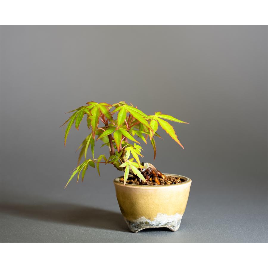 【大人気】織姫もみじ 織姫紅葉 織姫 オリヒメ 紅葉苗 モミジ苗5本 織姫紅葉：オリヒメモミジ | OMOTE TO URA