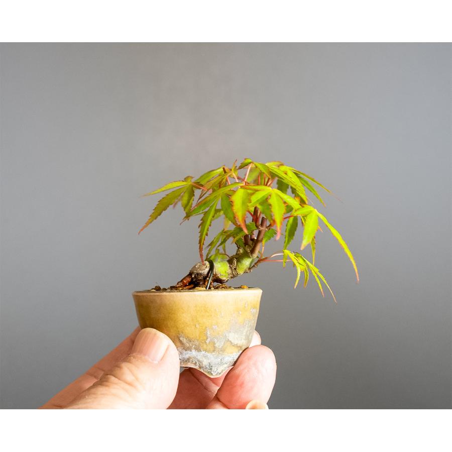 豆盆栽 織姫もみじ盆栽（おりひめもみじ・ミニ盆栽 織姫もみじ）小さな