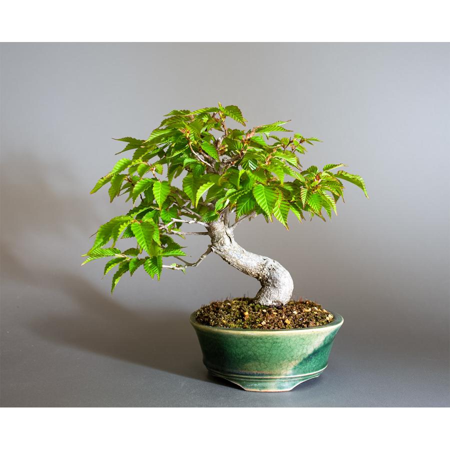 盆栽　アカシデ盆栽　赤四手（あかしで・ミニ盆栽 赤四手）小さな盆栽　4353 | 