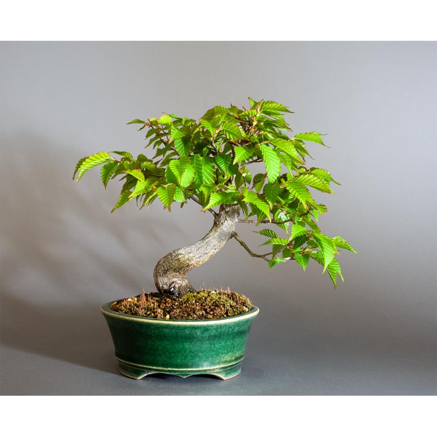 盆栽　アカシデ盆栽　赤四手（あかしで・ミニ盆栽 赤四手）小さな盆栽　4353 |  | 01