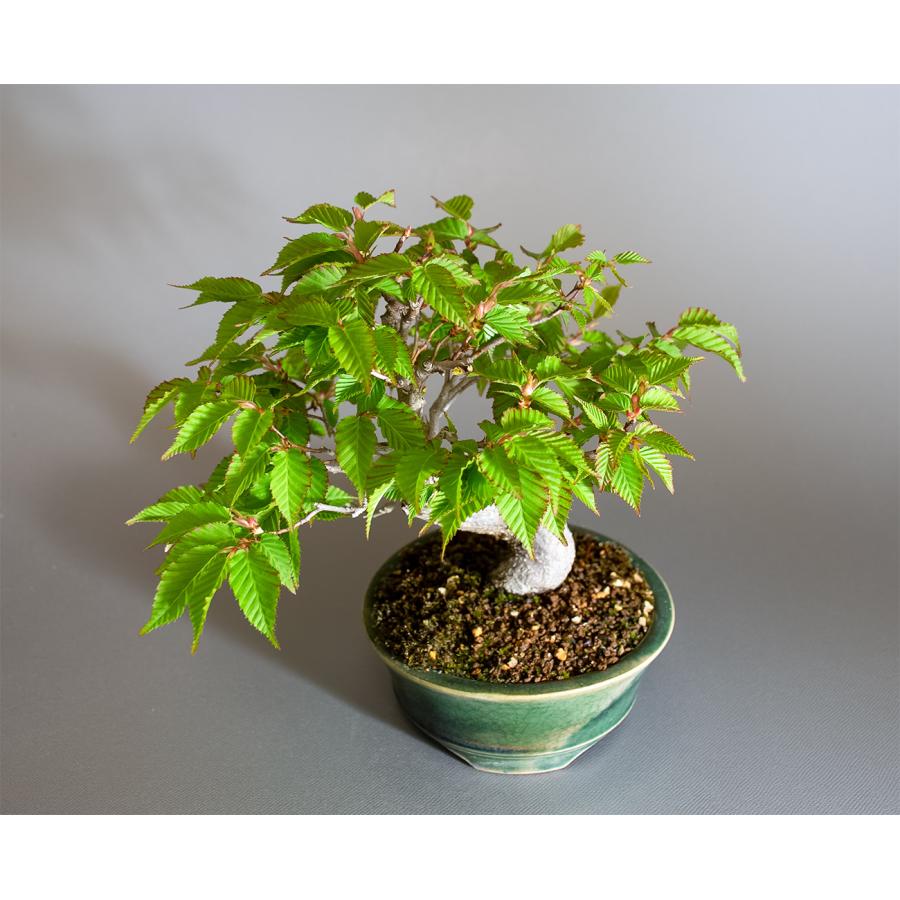 盆栽　アカシデ盆栽　赤四手（あかしで・ミニ盆栽 赤四手）小さな盆栽　4353 |  | 04