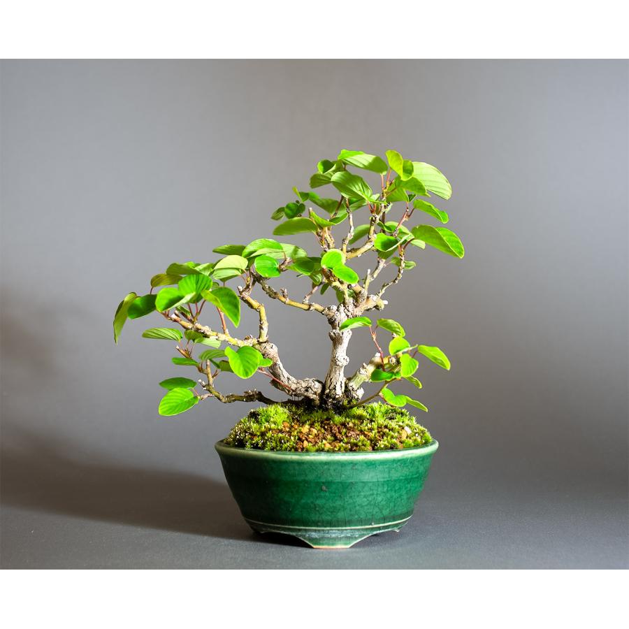 クマヤナギ(熊柳) 盆栽 プチ盆栽 3599 クマヤナギ（くまやなぎ・熊柳）盆栽 : e-盆栽