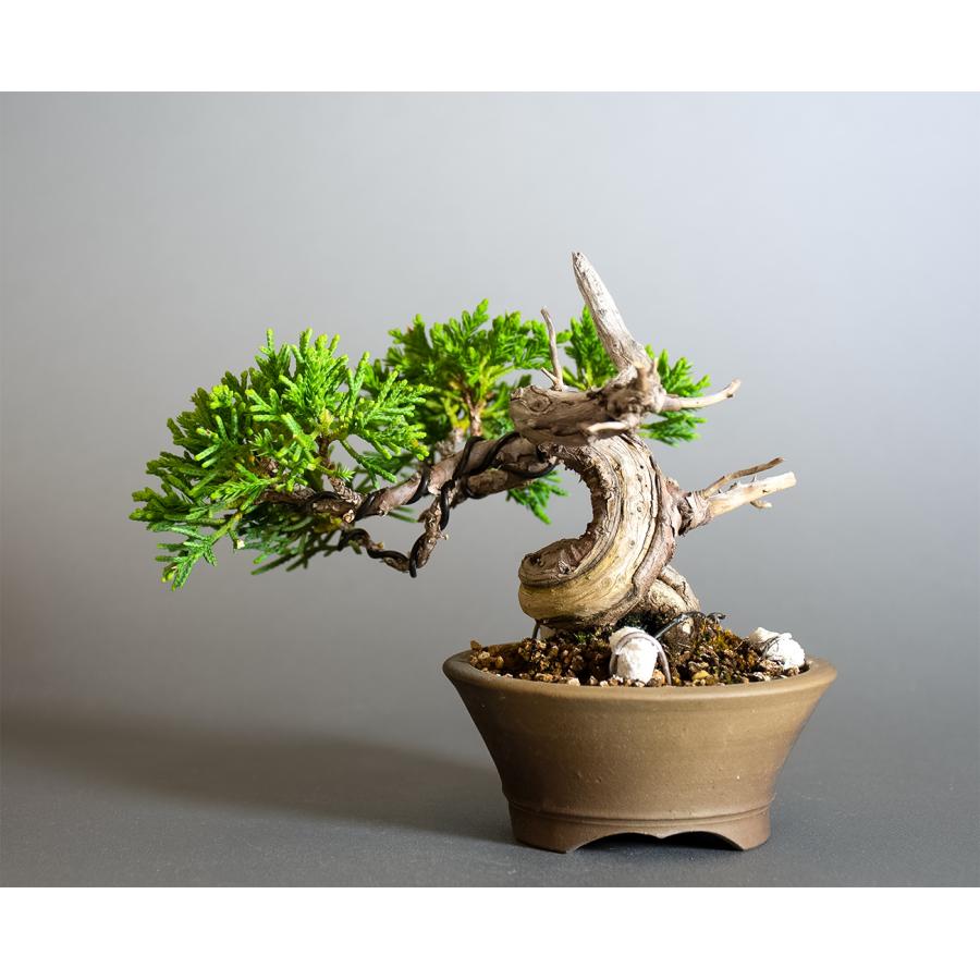 ミニ盆栽　シンパク盆栽　真柏（しんぱく・盆栽　真柏）小さな盆栽　4356 |  | 01