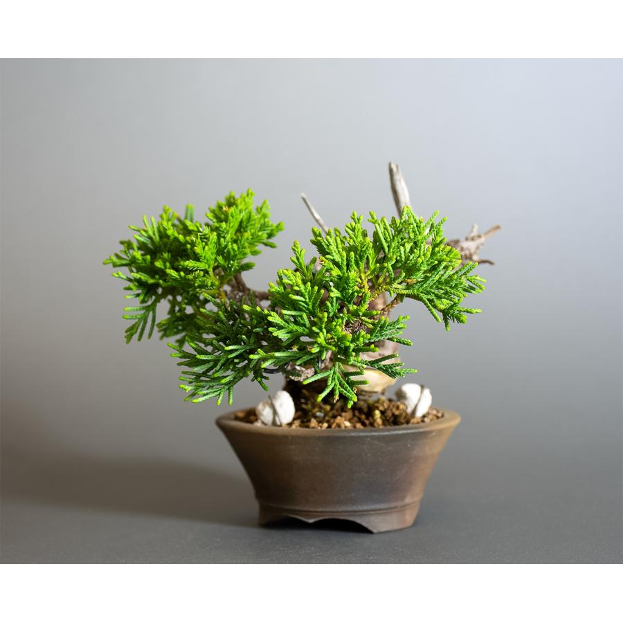ミニ盆栽　シンパク盆栽　真柏（しんぱく・盆栽　真柏）小さな盆栽　4356 |  | 02