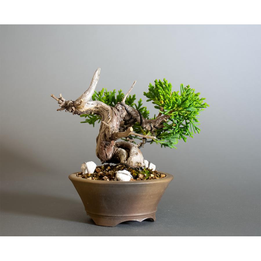 ミニ盆栽　シンパク盆栽　真柏（しんぱく・盆栽　真柏）小さな盆栽　4356 |  | 03