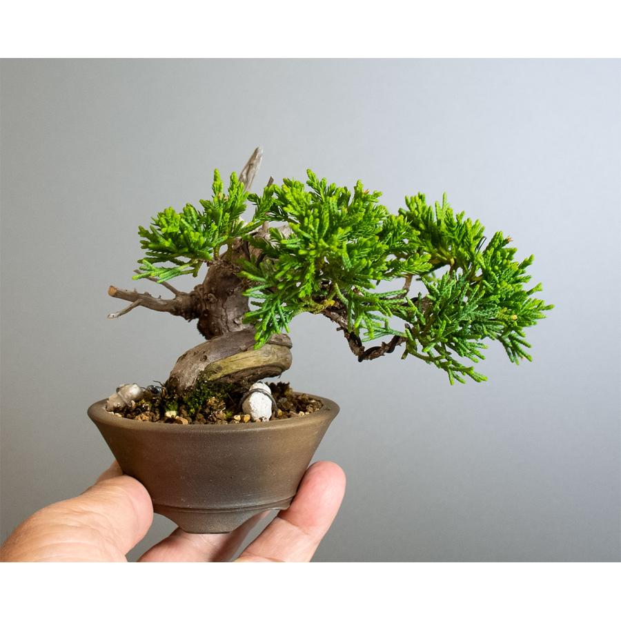 ミニ盆栽　シンパク盆栽　真柏（しんぱく・盆栽　真柏）小さな盆栽　4356 |  | 05