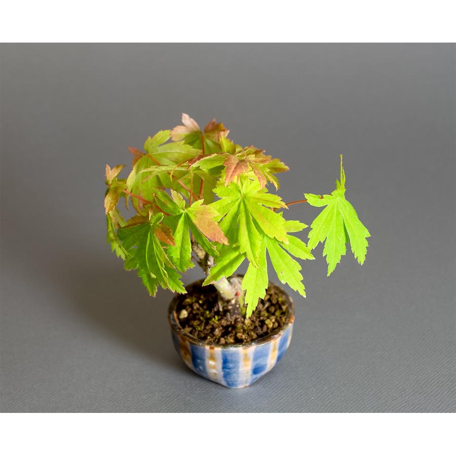 ミニ盆栽 もみじ　コハウチワカエデ盆栽（小羽団扇楓 ミニ盆栽）小さな盆栽　4359 |  | 04