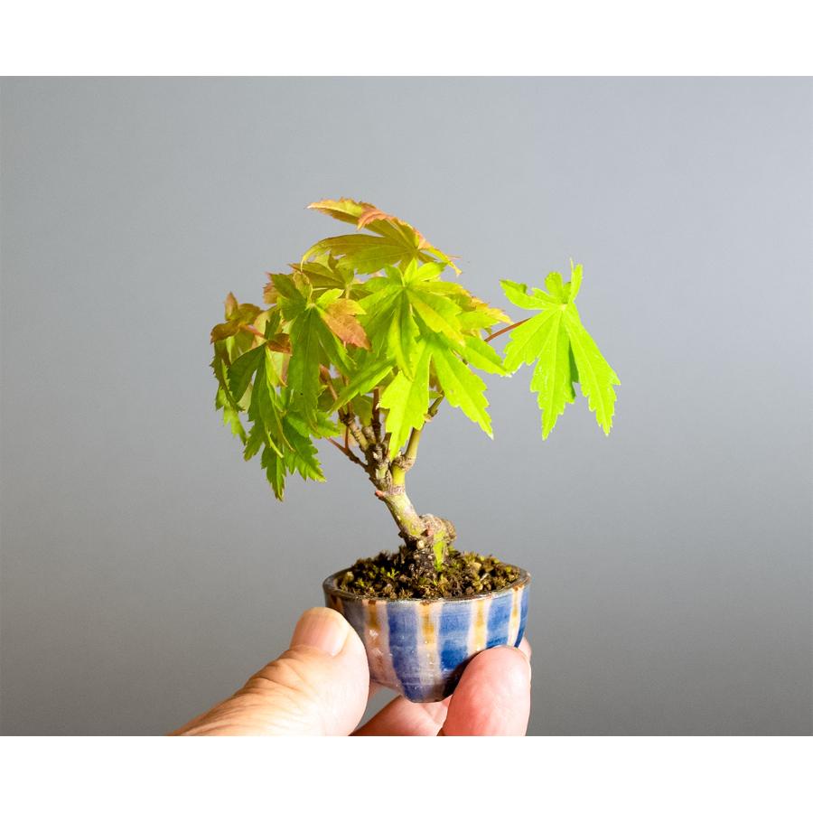 4 コハウチワカエデ ハウチワカエデ - Collection : コレクション - NEO GREEN : ネオグリーン