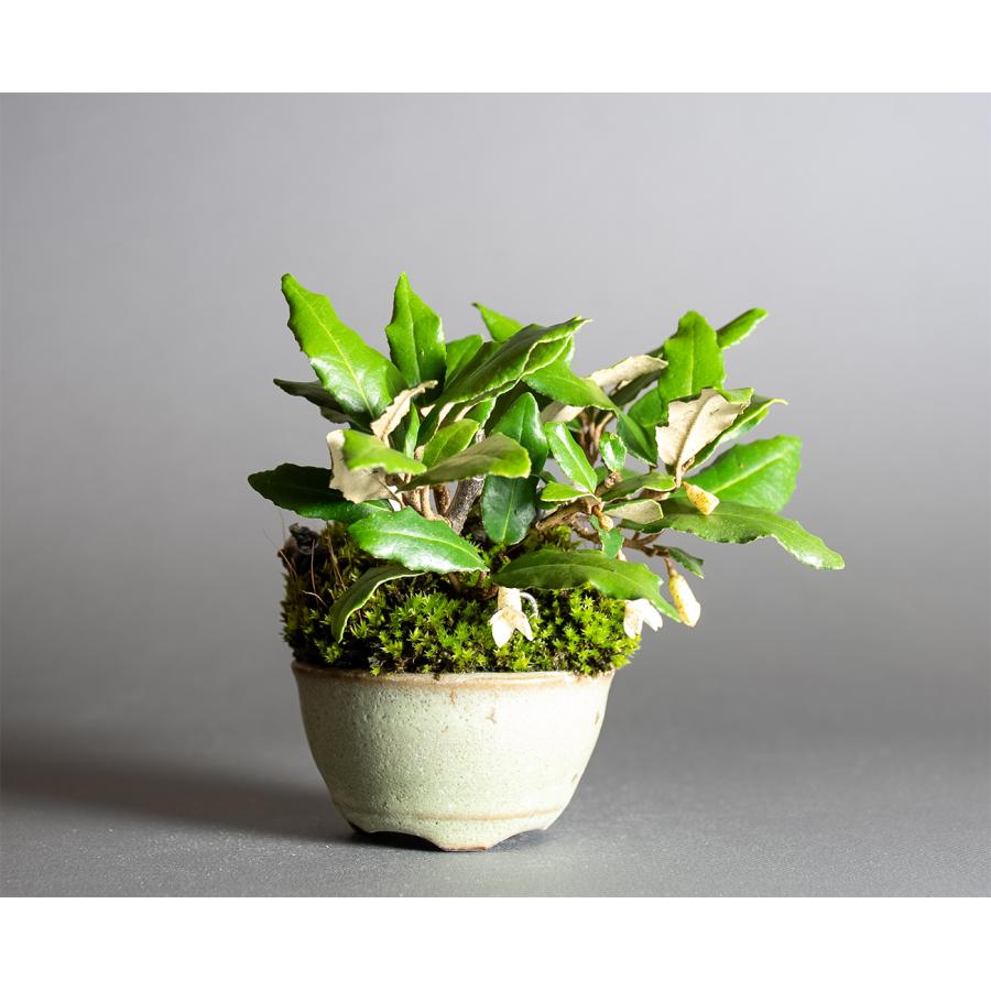 ミニ盆栽　カングミ盆栽　寒茱萸（かんぐみ・豆盆栽 寒茱萸盆栽）小さな盆栽　4361 | 