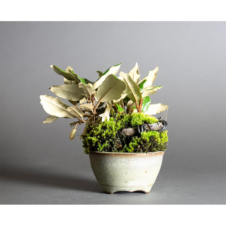 ミニ盆栽　カングミ盆栽　寒茱萸（かんぐみ・豆盆栽 寒茱萸盆栽）小さな盆栽　4361 |  | 01