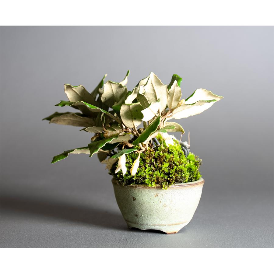 カングミ　盆栽 寒グミの盆栽