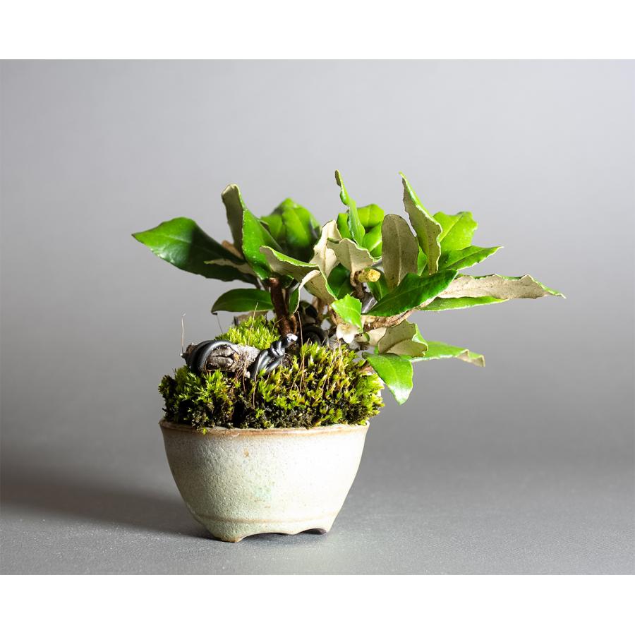 ミニ盆栽　カングミ盆栽　寒茱萸（かんぐみ・豆盆栽 寒茱萸盆栽）小さな盆栽　4361 |  | 03