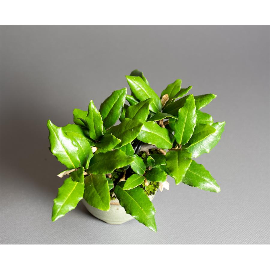 ミニ盆栽　カングミ盆栽　寒茱萸（かんぐみ・豆盆栽 寒茱萸盆栽）小さな盆栽　4361 |  | 04