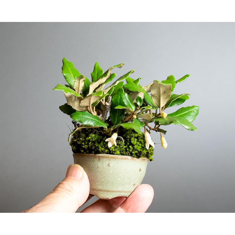ミニ盆栽　カングミ盆栽　寒茱萸（かんぐみ・豆盆栽 寒茱萸盆栽）小さな盆栽　4361 |  | 05