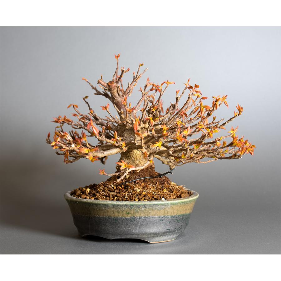 盆栽　トウカエデ盆栽（とうかえで・唐楓 ミニ盆栽）小品盆栽　4362 |  | 02