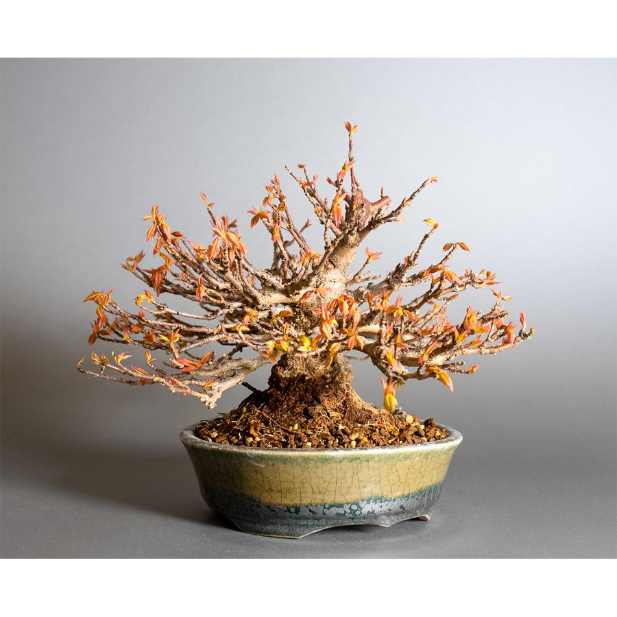 盆栽　トウカエデ盆栽（とうかえで・唐楓 ミニ盆栽）小品盆栽　4362 |  | 03