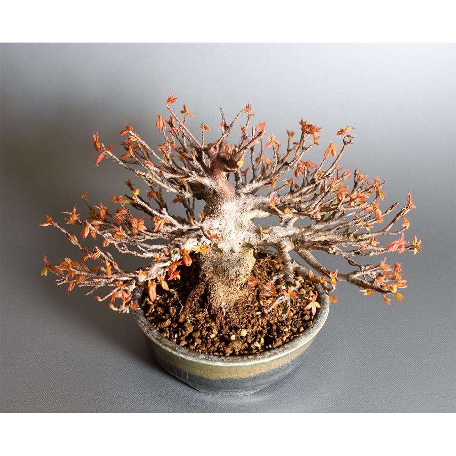 盆栽　トウカエデ盆栽（とうかえで・唐楓 ミニ盆栽）小品盆栽　4362 |  | 04