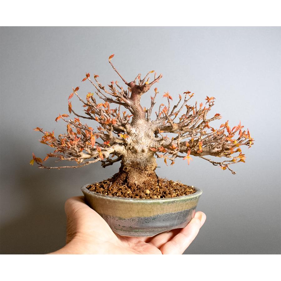 盆栽　トウカエデ盆栽（とうかえで・唐楓 ミニ盆栽）小品盆栽　4362 |  | 05