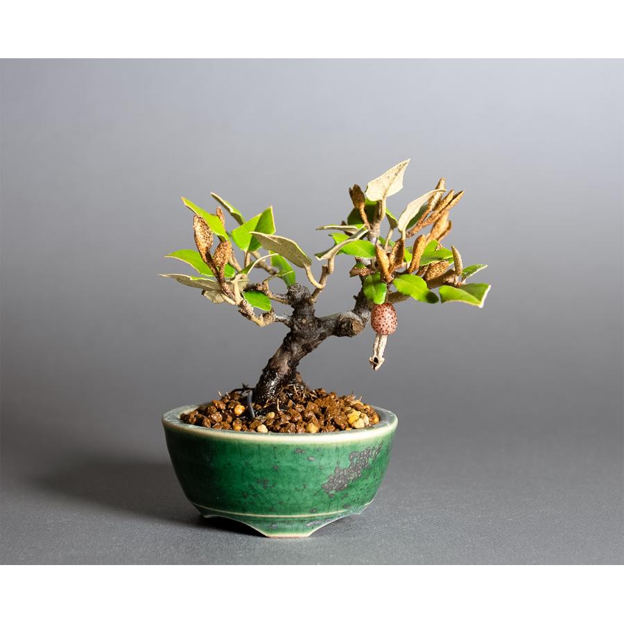 盆栽】寒ぐみ(かんぐみ)