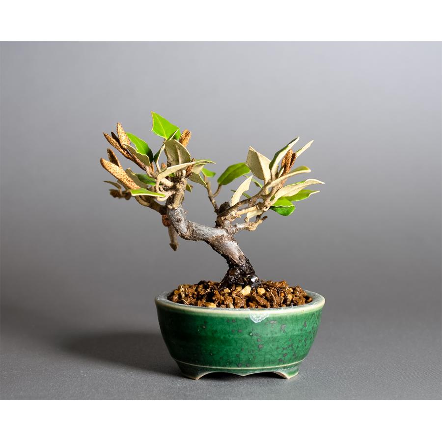 寒グミ　カングミ　斑入り　盆栽 寒グミ カングミ 斑入り 盆栽 盆栽 寒茱萸 樹高 約15cm かんぐみ