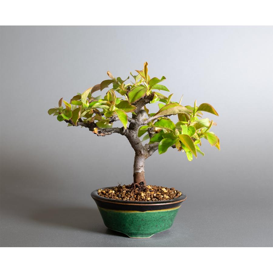 盆栽　カリン盆栽　花梨（かりん・ミニ盆栽 花梨）小品盆栽　小さな盆栽　4364 | 