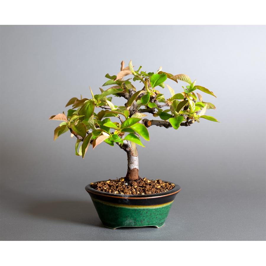 盆栽　カリン盆栽　花梨（かりん・ミニ盆栽 花梨）小品盆栽　小さな盆栽　4364 |  | 01