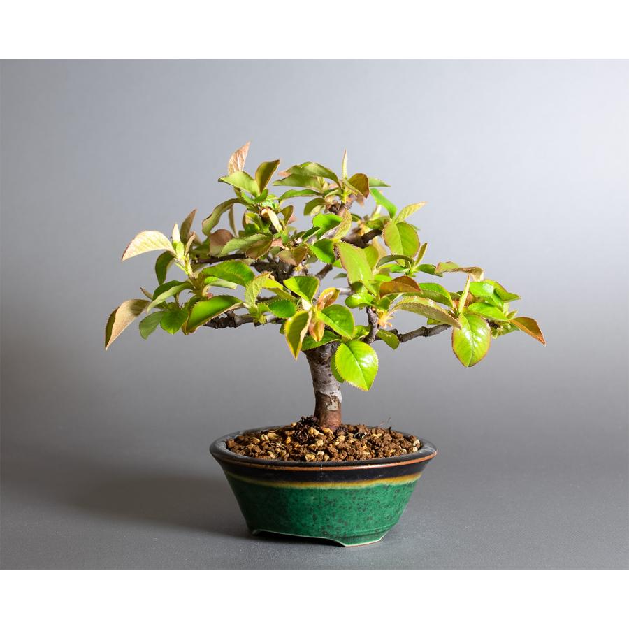 盆栽　カリン盆栽　花梨（かりん・ミニ盆栽 花梨）小品盆栽　小さな盆栽　4364 |  | 02