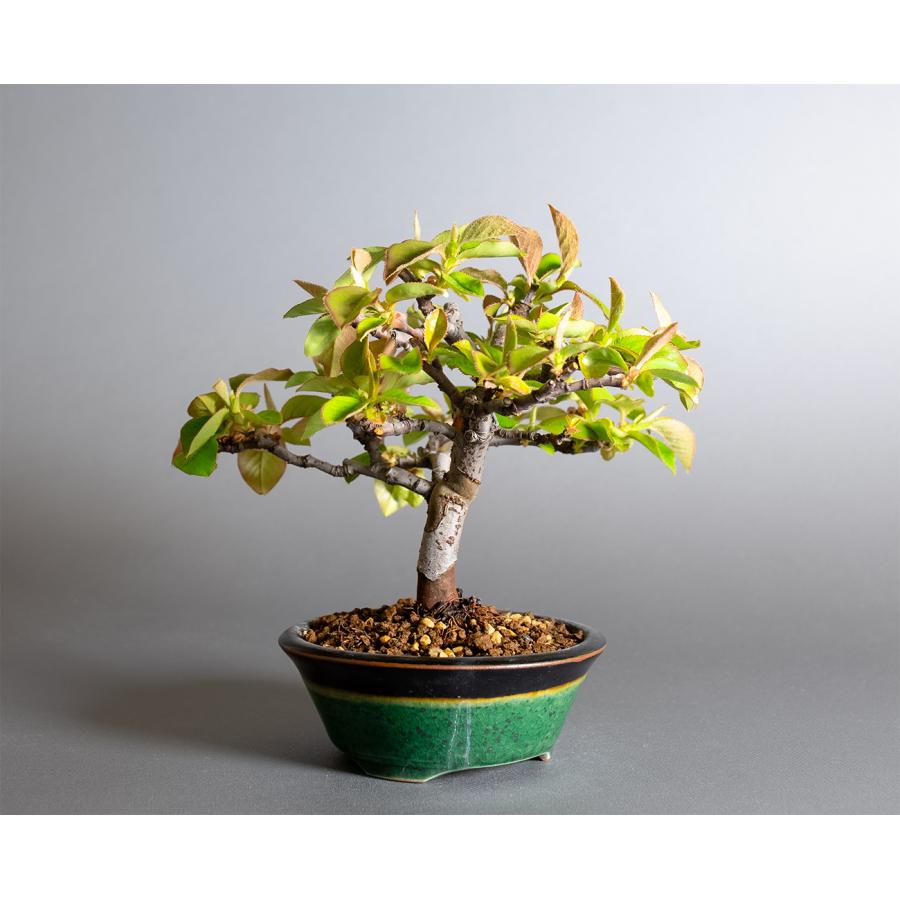 盆栽　カリン盆栽　花梨（かりん・ミニ盆栽 花梨）小品盆栽　小さな盆栽　4364 |  | 03