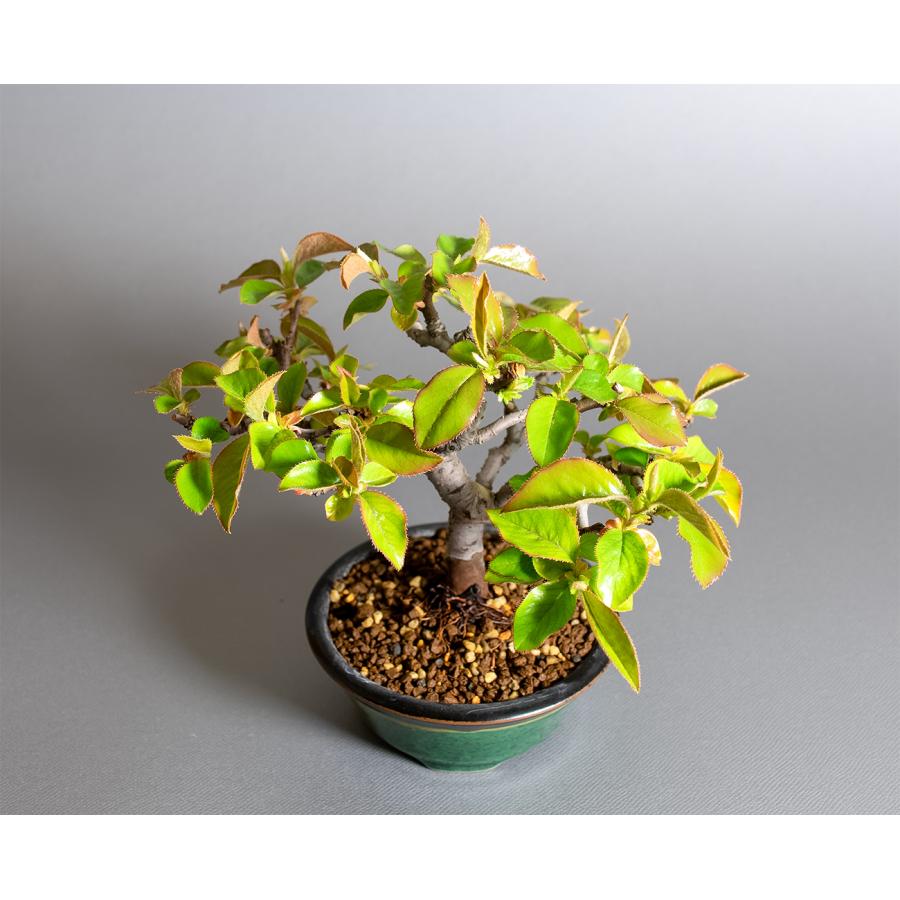 盆栽　カリン盆栽　花梨（かりん・ミニ盆栽 花梨）小品盆栽　小さな盆栽　4364 |  | 04