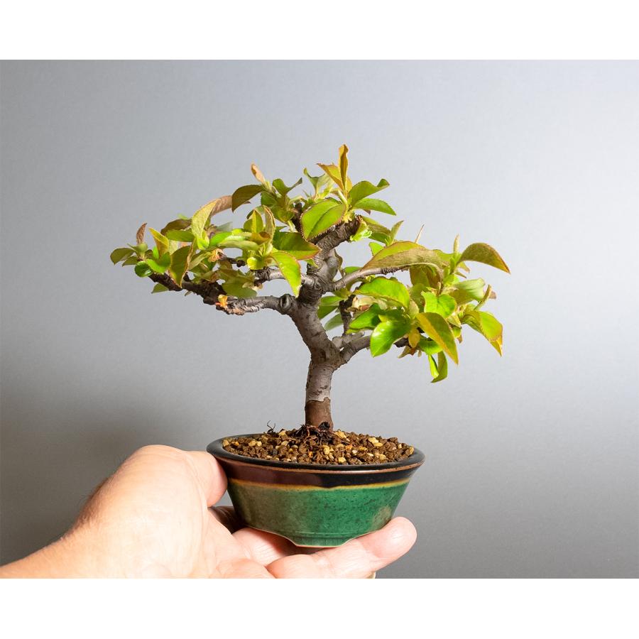 盆栽　カリン盆栽　花梨（かりん・ミニ盆栽 花梨）小品盆栽　小さな盆栽　4364 |  | 05