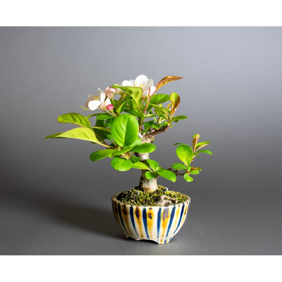 ミニ盆栽　ズミ盆栽（ミヤマカイドウ・みやまかいどう・深山海棠 ミニ盆栽）小さな盆栽　4365 |  | 02