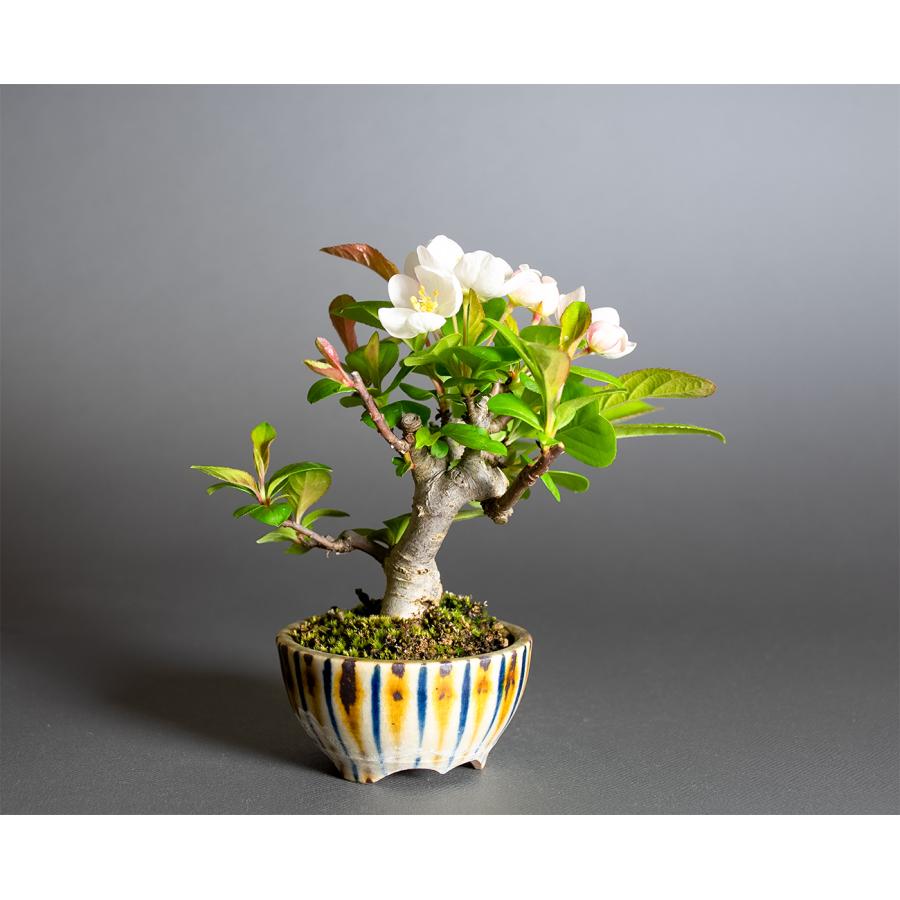 ミニ盆栽 ズミ盆栽（ミヤマカイドウ・みやまかいどう・深山海棠 ミニ