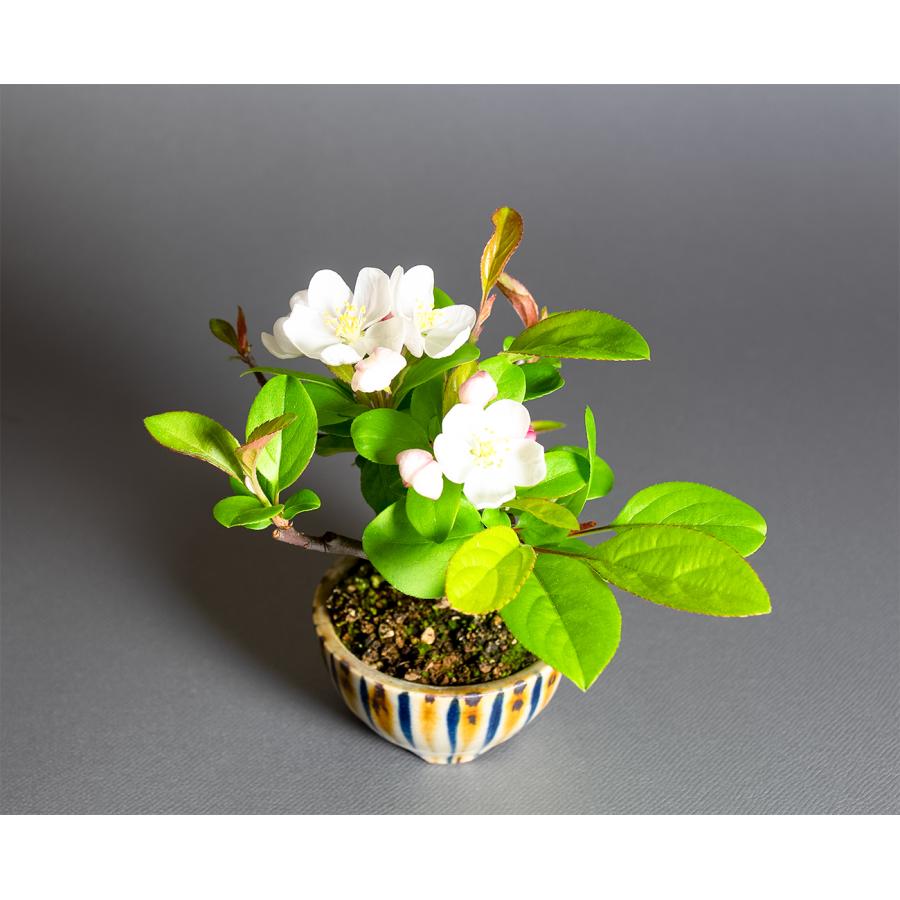 ミニ盆栽　ズミ盆栽（ミヤマカイドウ・みやまかいどう・深山海棠 ミニ盆栽）小さな盆栽　4365 |  | 04