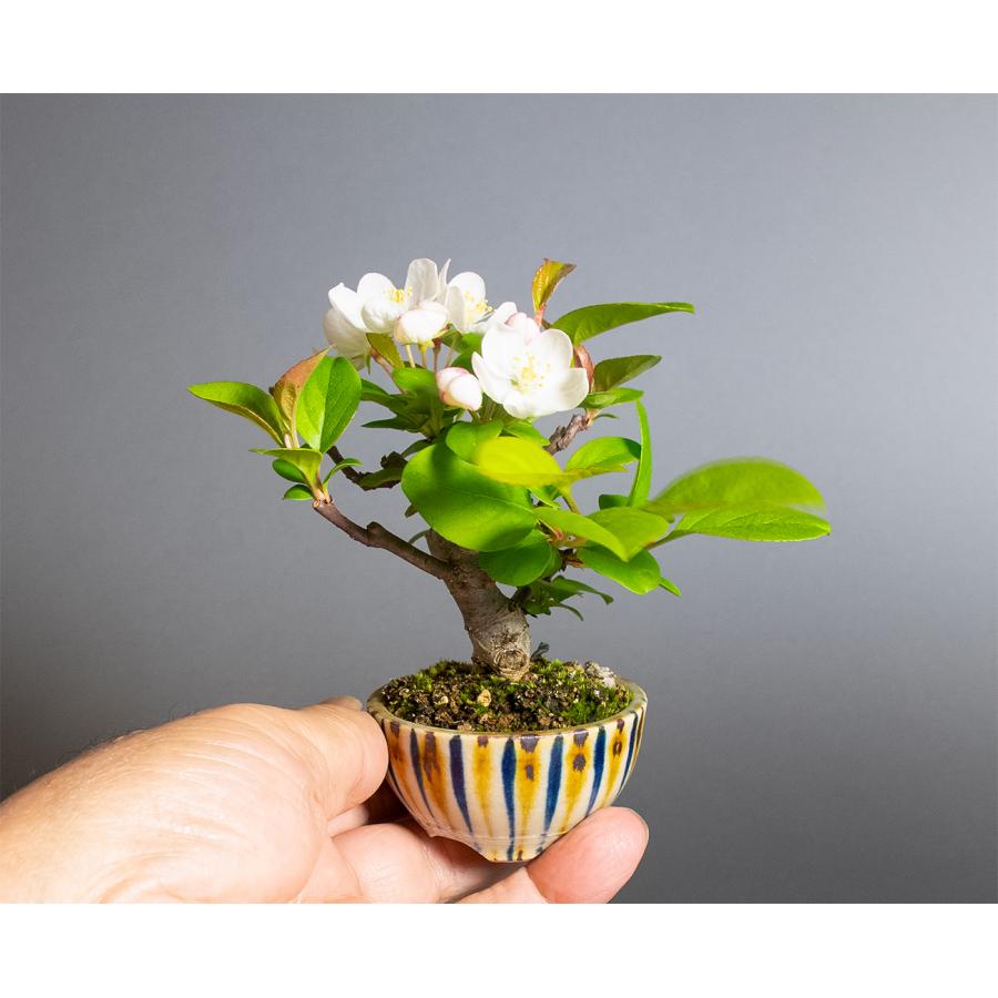 ミニ盆栽　ズミ盆栽（ミヤマカイドウ・みやまかいどう・深山海棠 ミニ盆栽）小さな盆栽　4365 |  | 05