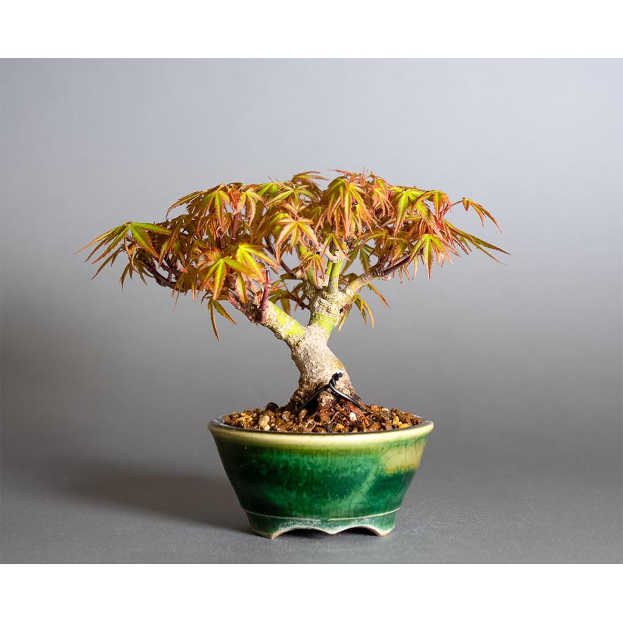 ミニ盆栽 織姫もみじ盆栽（おりひめもみじ・豆盆栽 織姫もみじ）小さな