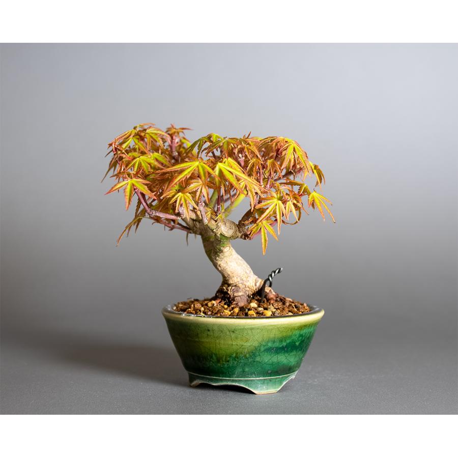 ミニ盆栽　織姫もみじ盆栽（おりひめもみじ・豆盆栽 織姫もみじ）小さな盆栽　4366 |  | 02