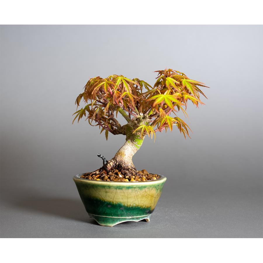 ミニ盆栽 織姫もみじ盆栽（おりひめもみじ・豆盆栽 織姫もみじ