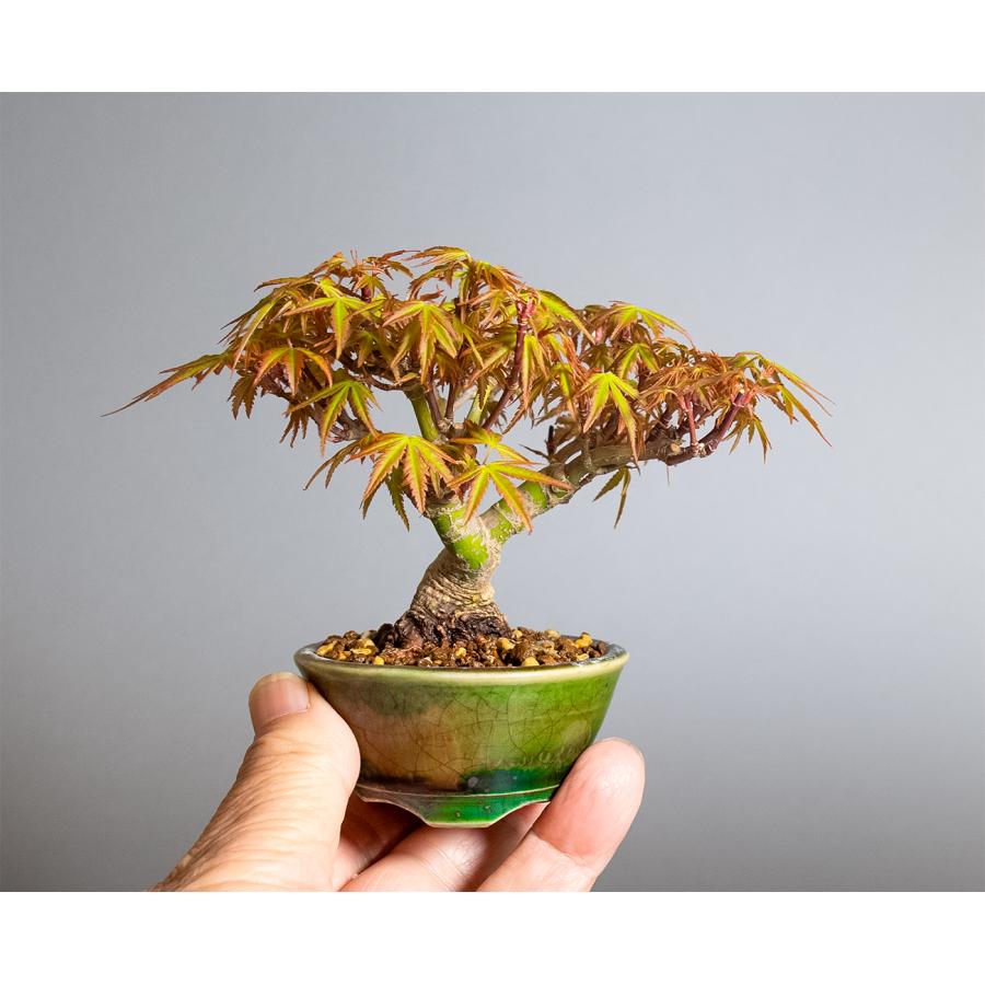 ミニ盆栽 織姫もみじ盆栽（おりひめもみじ・豆盆栽 織姫もみじ）小さな