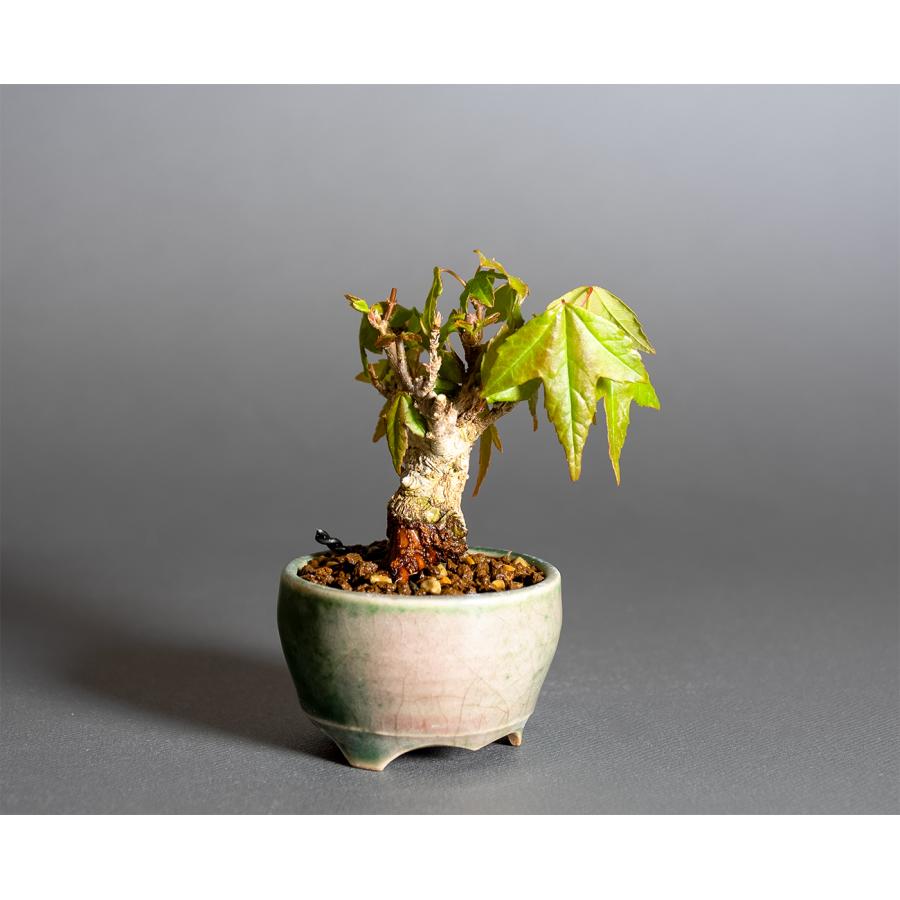 豆盆栽 トウカエデ盆栽（唐楓・とうかえで 楓 ミニ盆栽）小さな盆栽